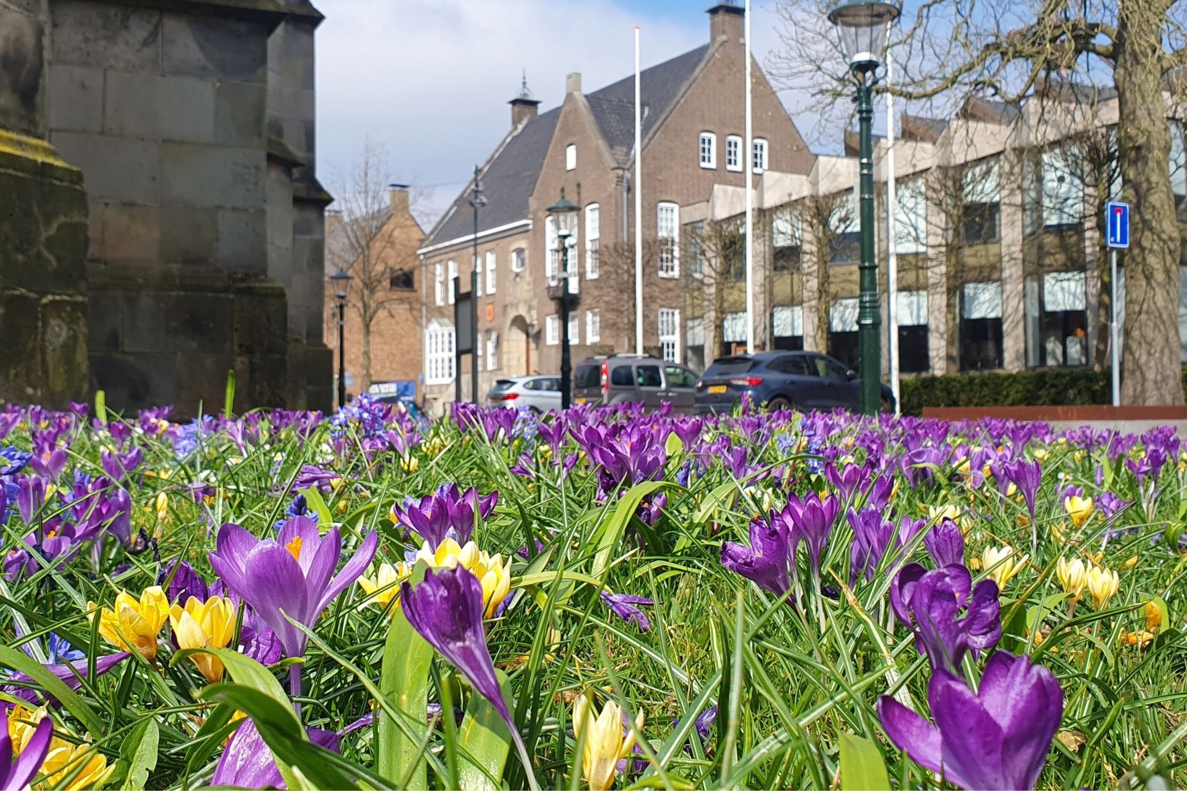 Paarse en gele bloemen bij de Pancratiuskerk op de markt. Op de achtergrond het gemeentehuis. 