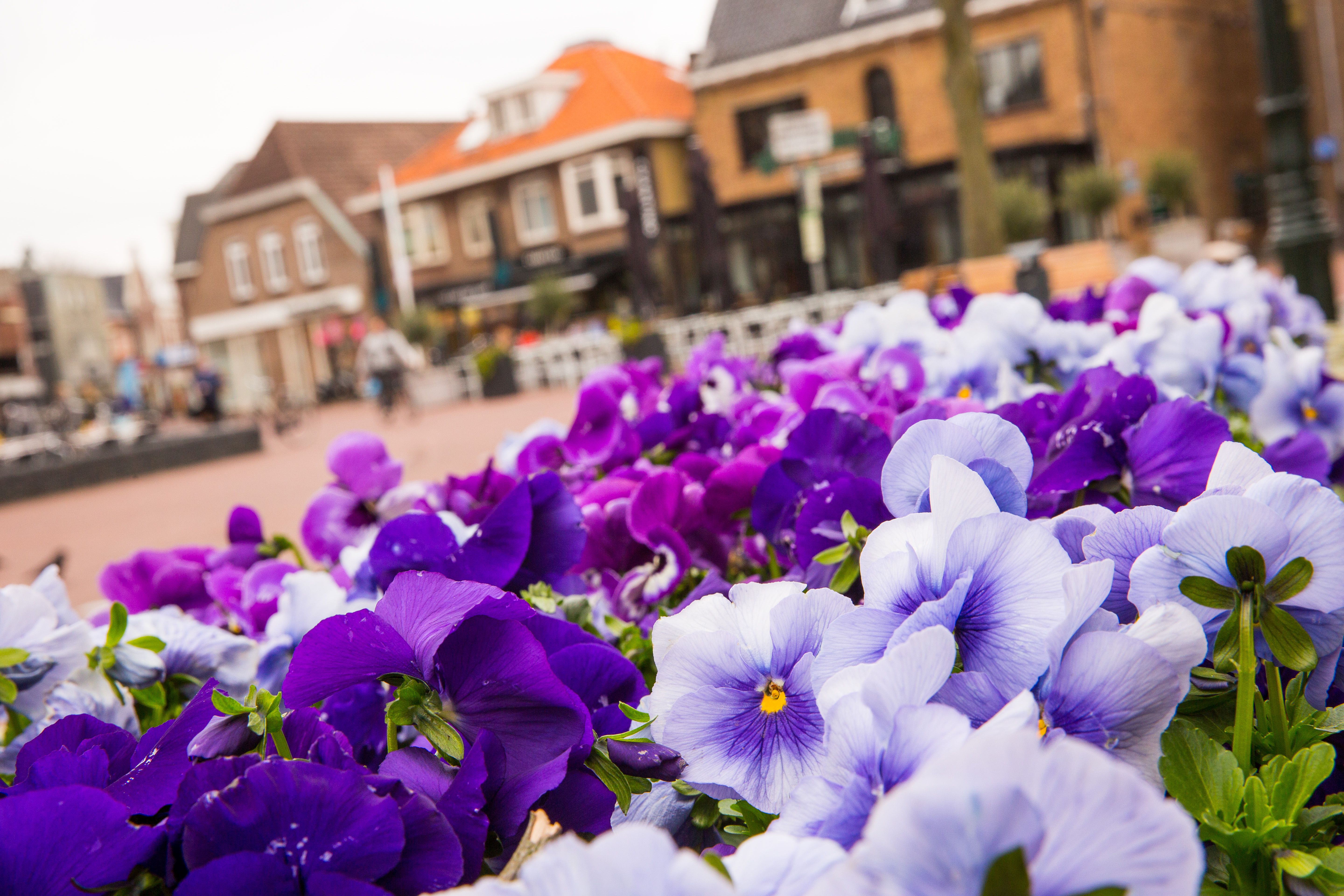 Marktplein wazig op achtergrond met paarse bloemen op voorgrond. 