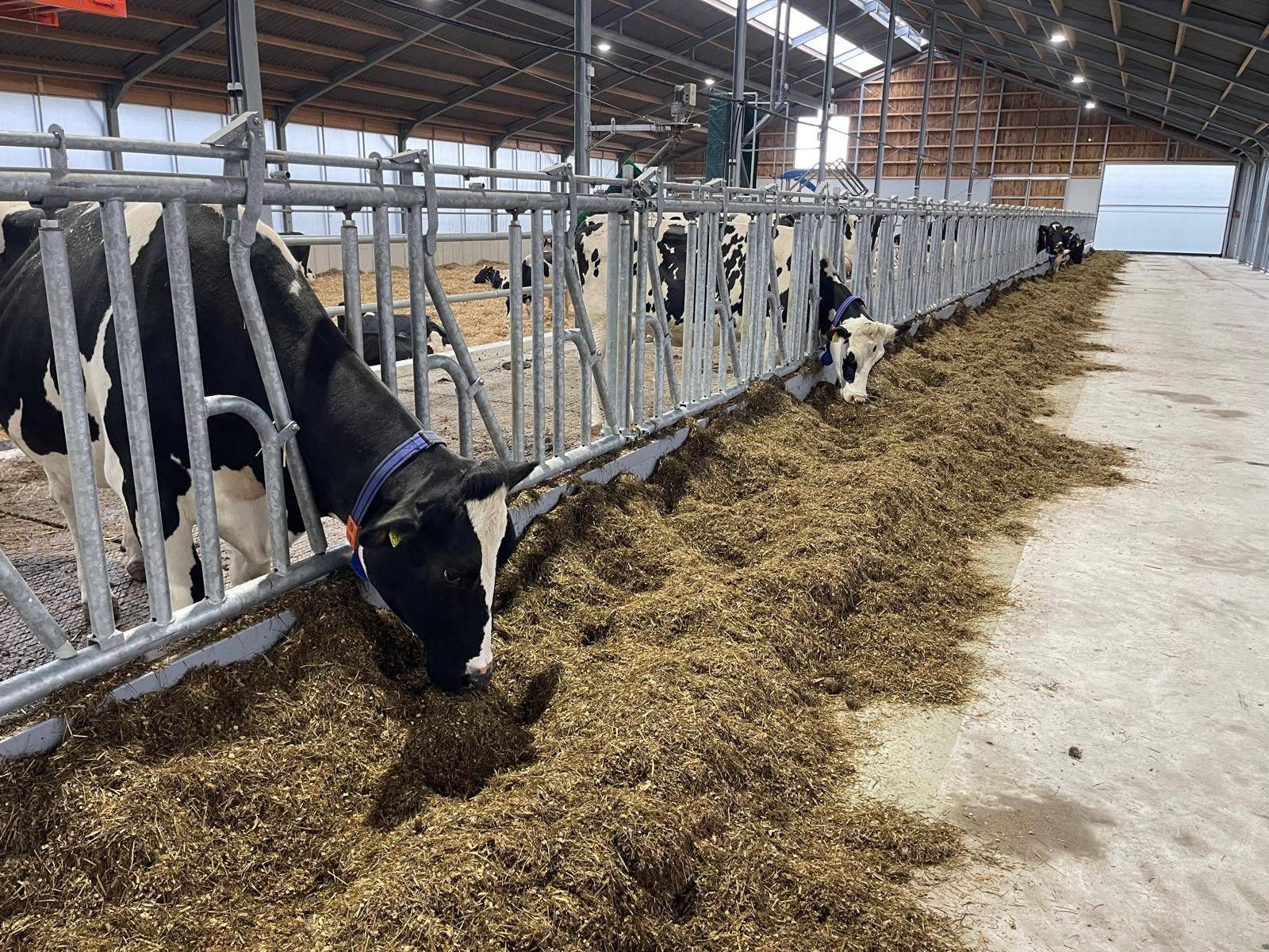 Foto van grazende koeien naast elkaar in de stal.