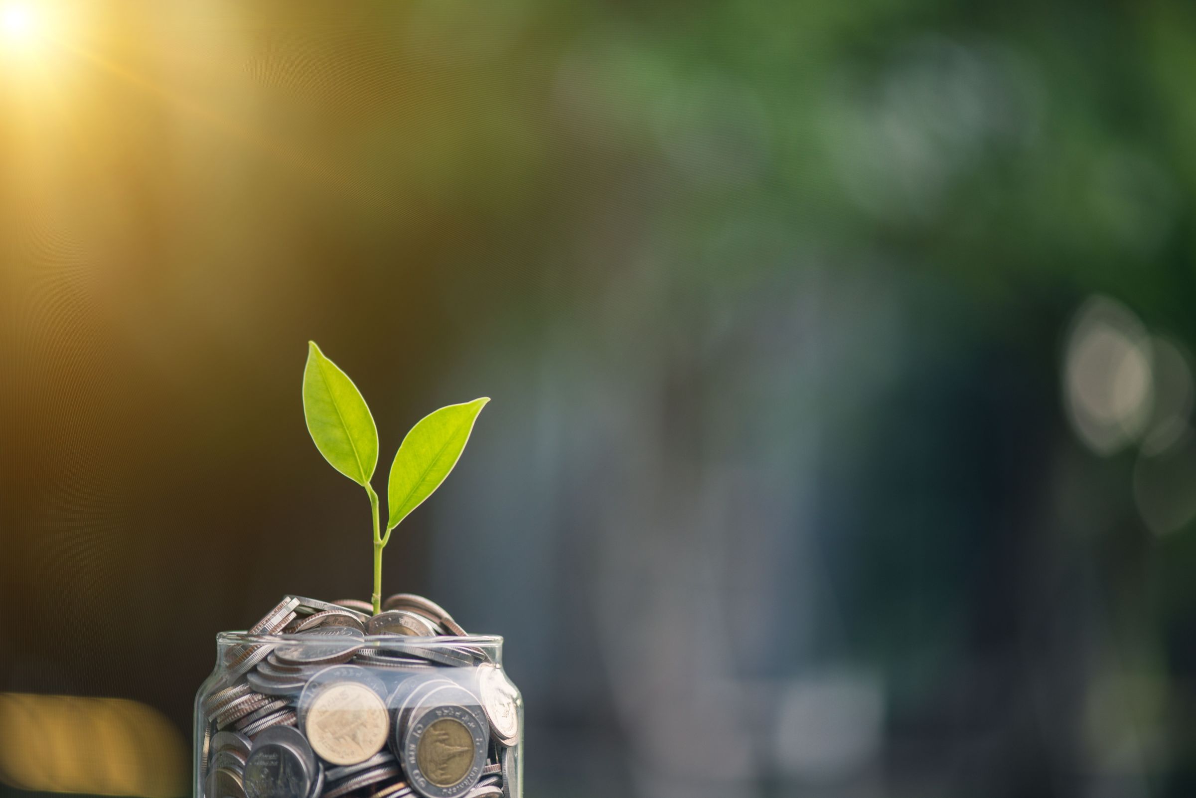 Potje geld met groen takje eruit (stockfoto).