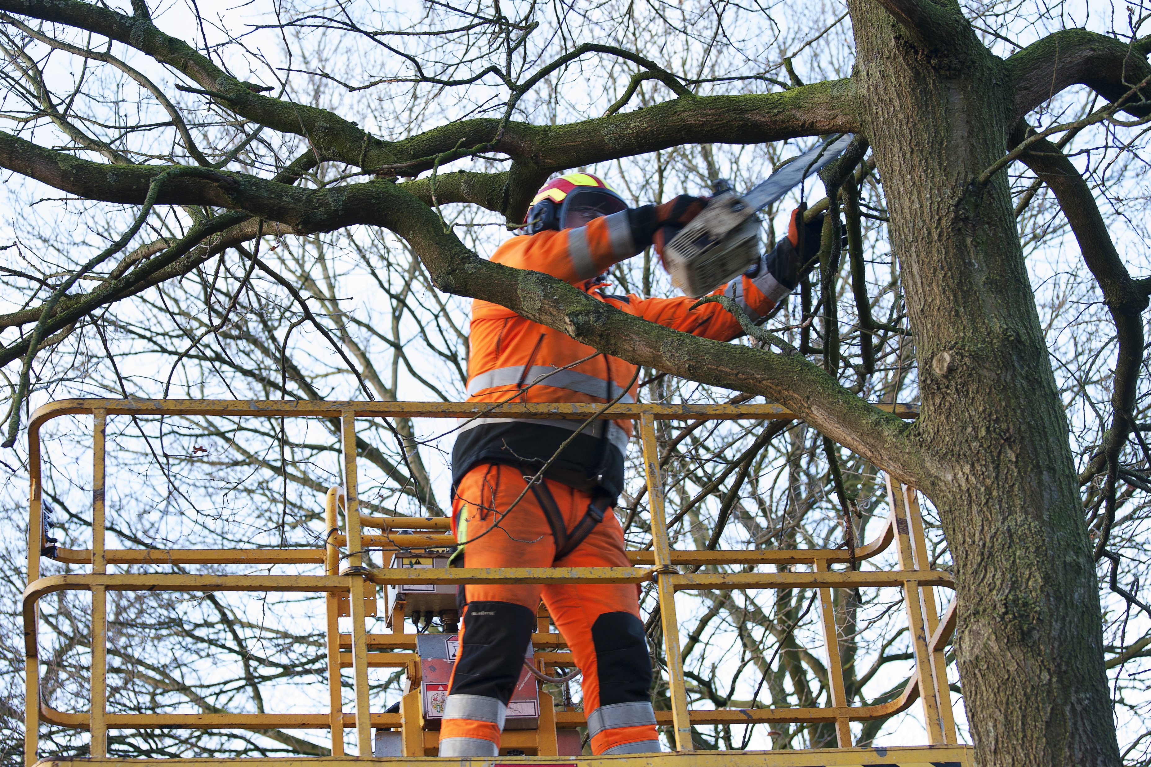Foto van een man die vanuit een hoogwerker een boom snoeit. 