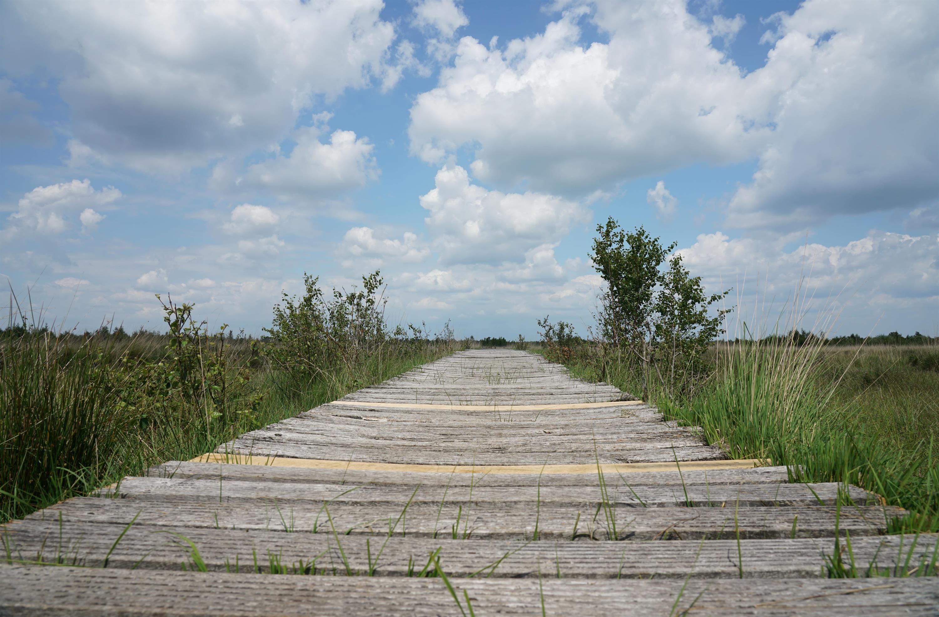 Veld met hoog gras, bomen en een vlonderpad.