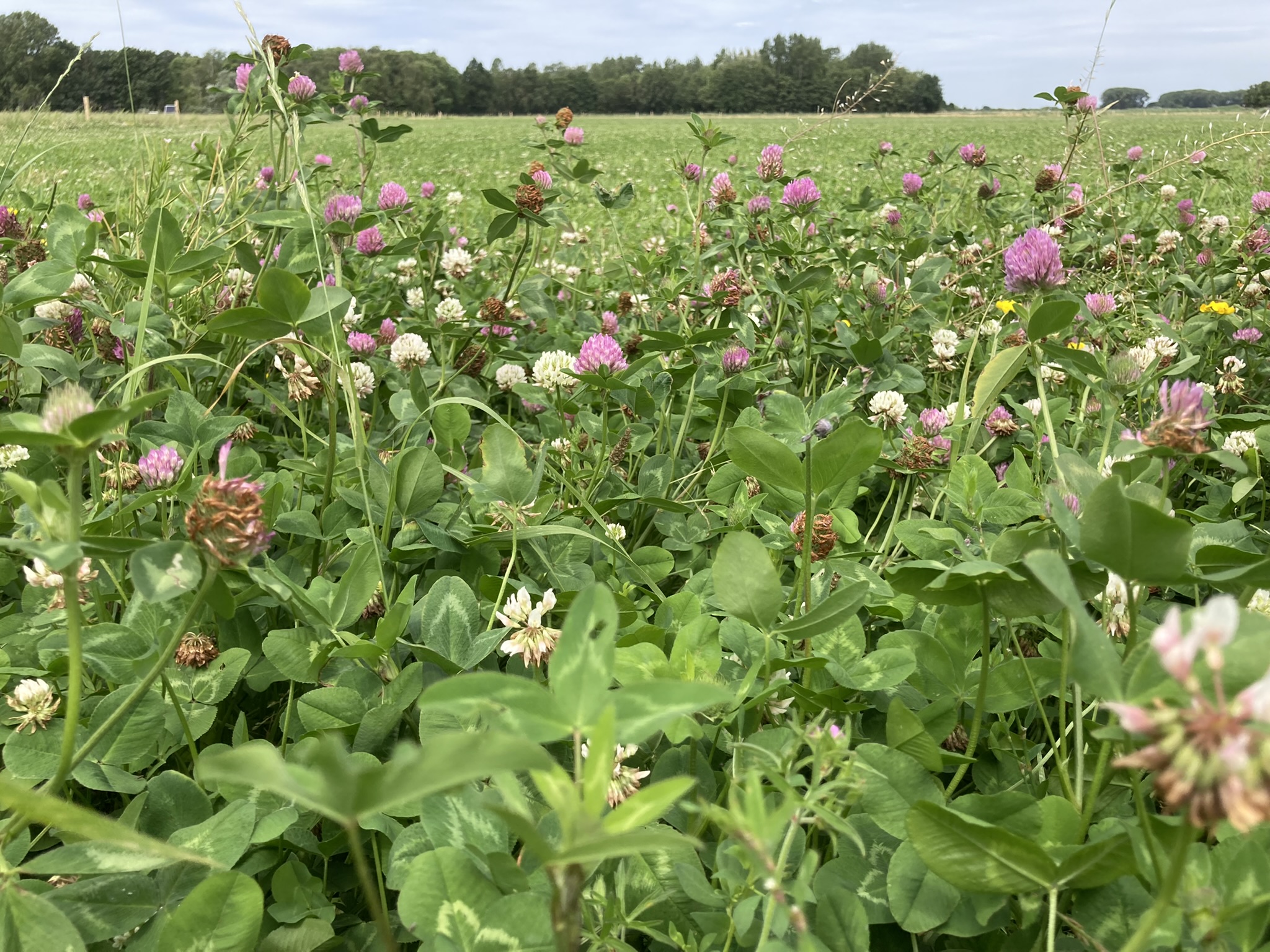 Stuk kruidenrijk grasland. Groen met bloemen ertussen aan de rand van grasveld.