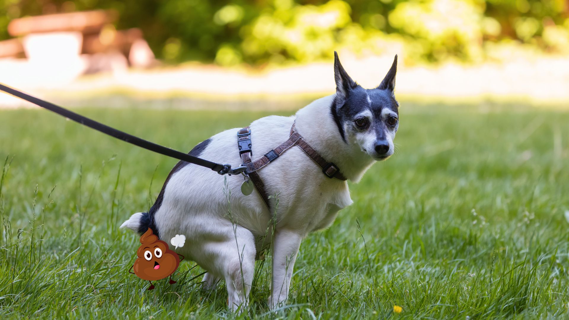 Poepen hondje op gras met een poep emoji bij zijn achterwerk.