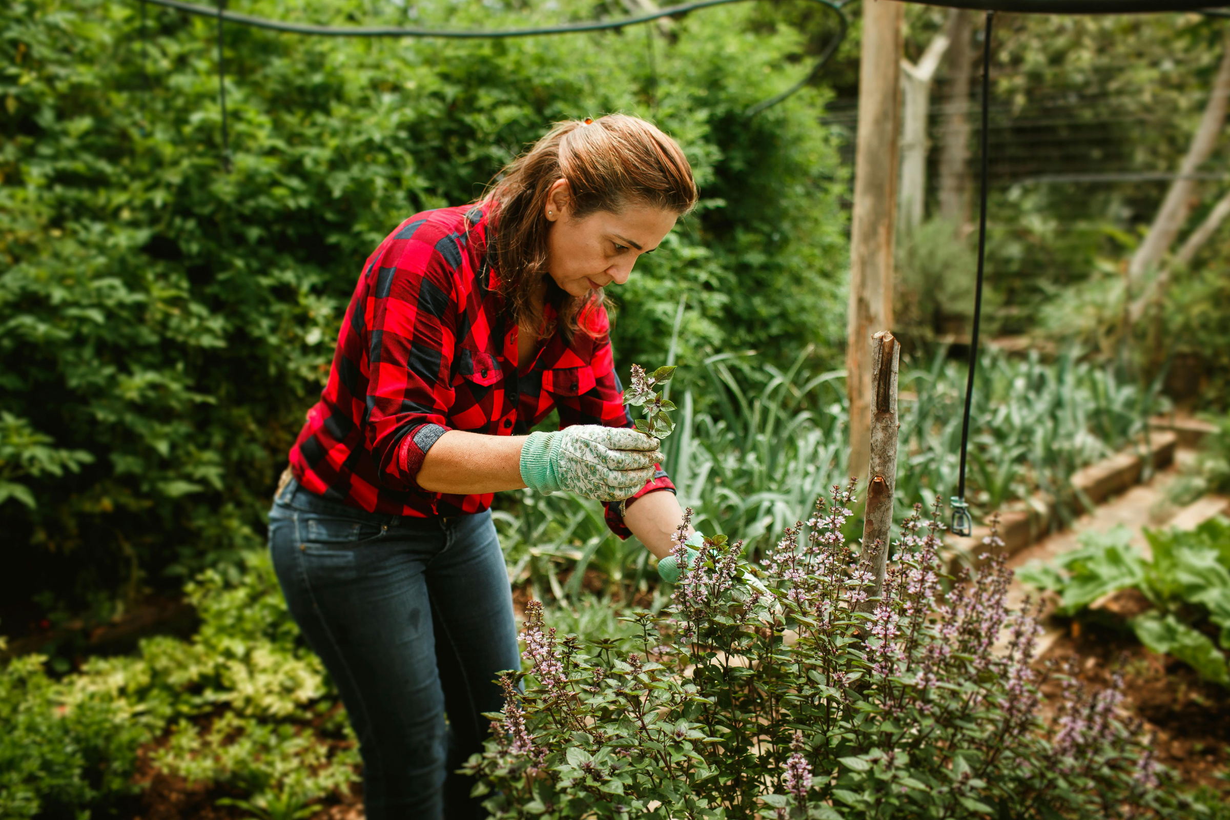 Vrouw in tuin bezig met een plant. 