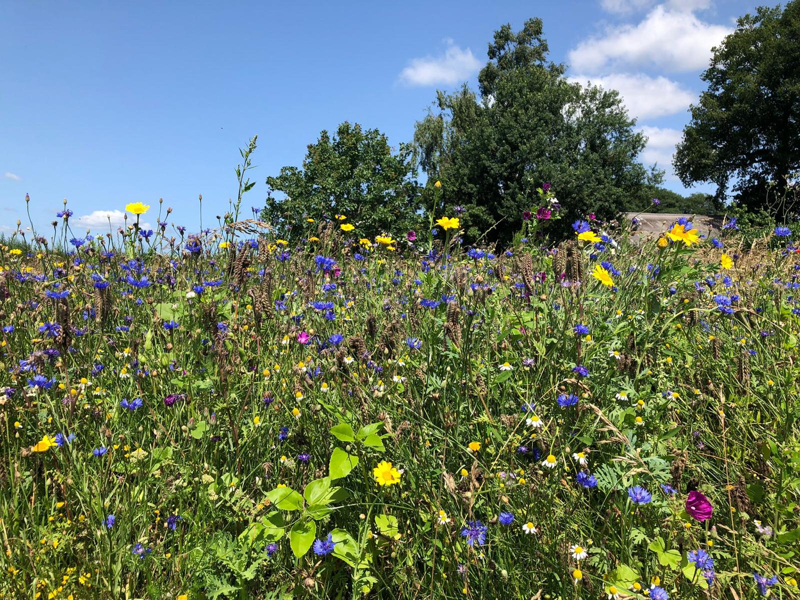 Veld met hoog gras en verschillende gekleurde bloemen.