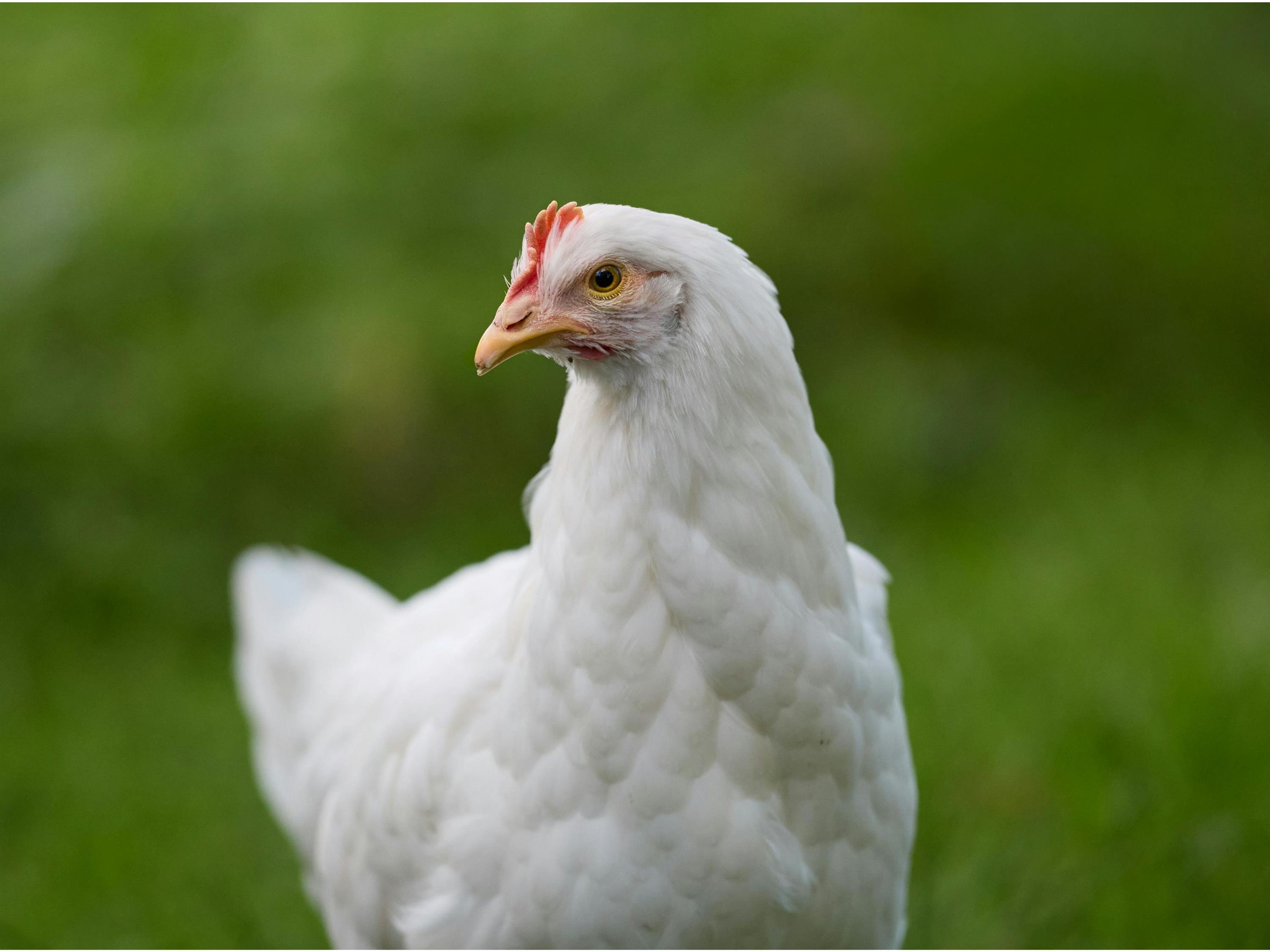 Foto van een witte kip.